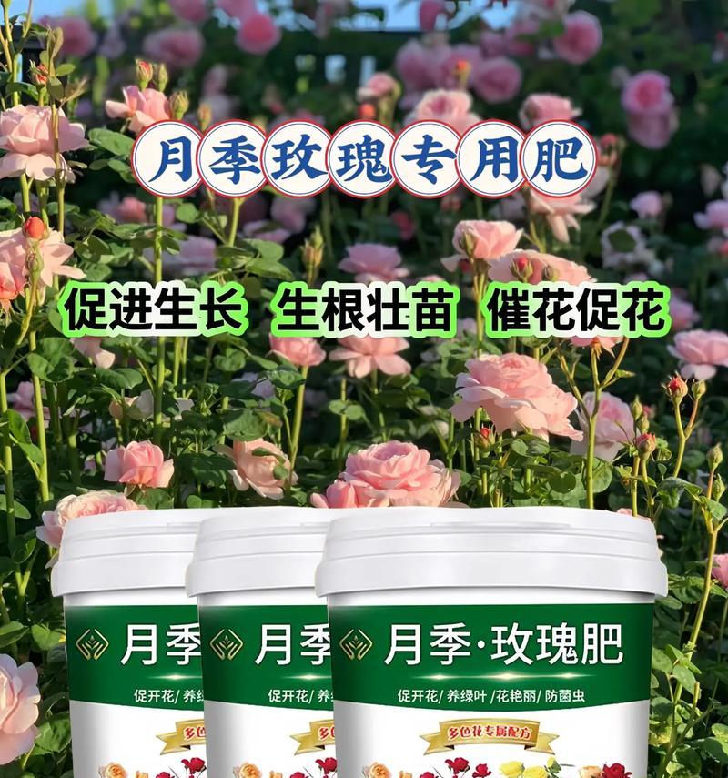 月季玫瑰花专用泥土是什么？这种泥土有什么特点？