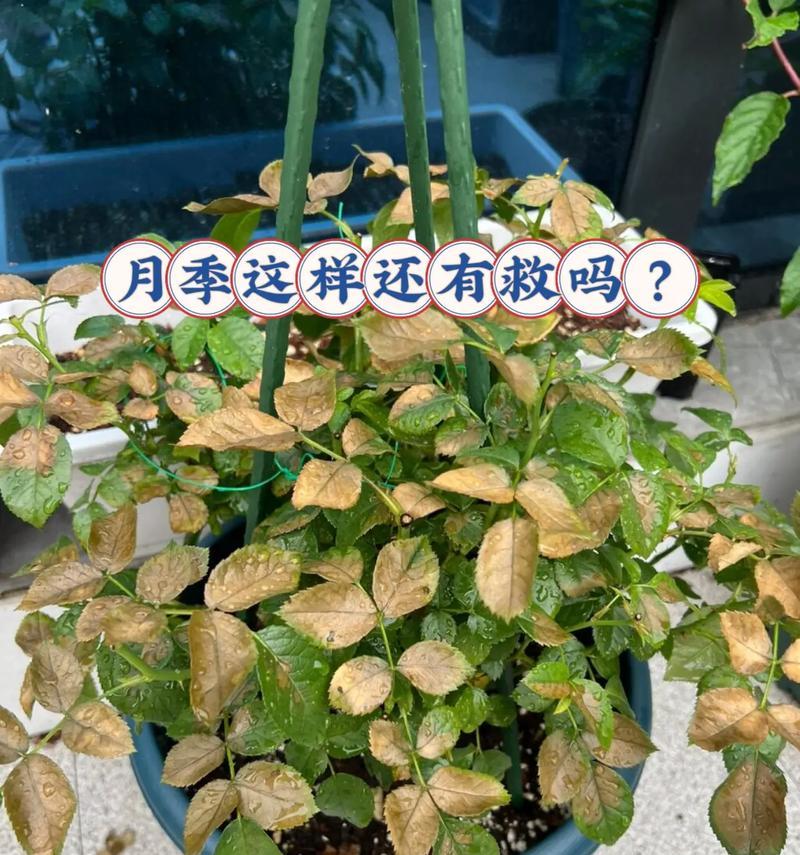 月季玫瑰花专用泥土是什么？这种泥土有什么特点？