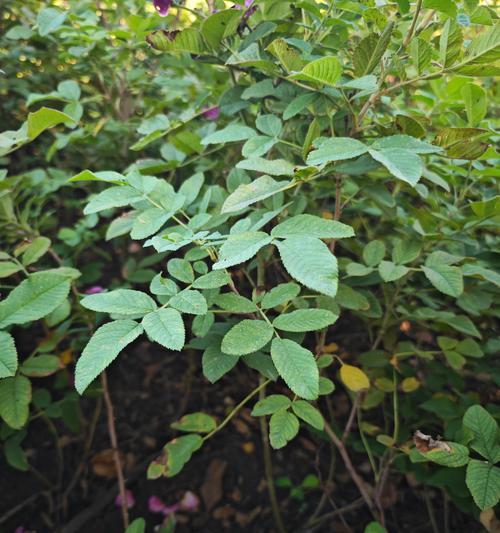 月季玫瑰花专用泥土是什么？这种泥土有什么特点？