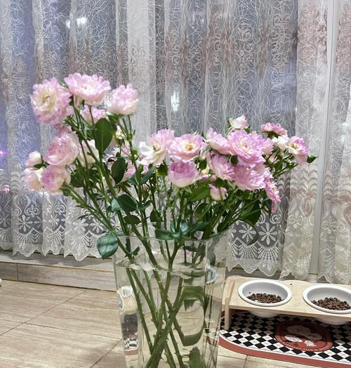 多头玫瑰花的养殖方法是什么？
