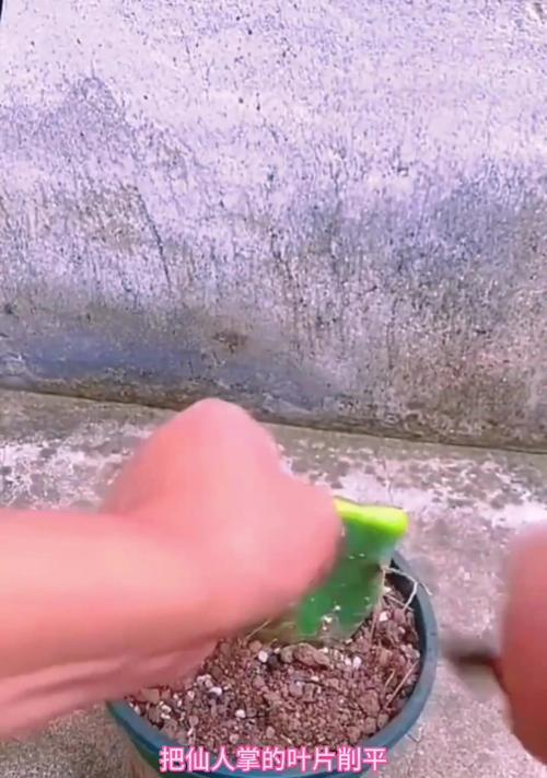 仙人掌修剪的正确方法是什么？有哪些技巧？