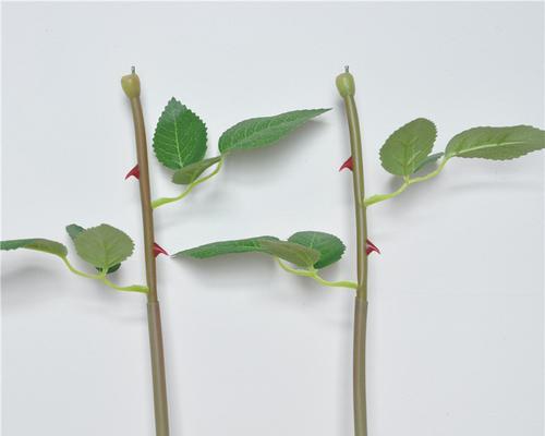 玫瑰花修剪后杆子变黑的原因是什么？如何预防？