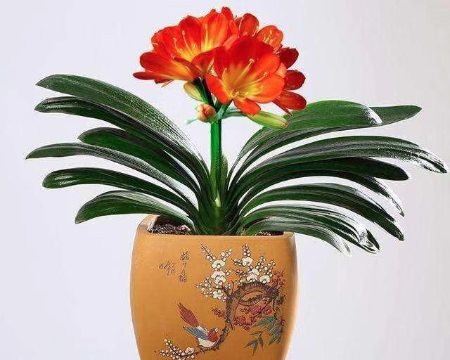 啤酒发酵液如何正确制作和使用来浇君子兰？