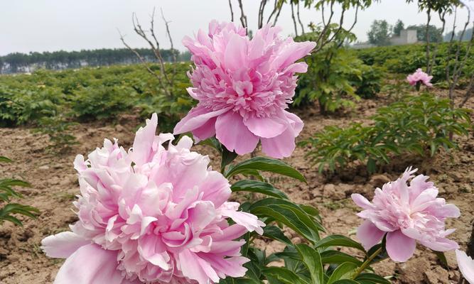 在广州种植牡丹花需要注意什么？有哪些技巧？