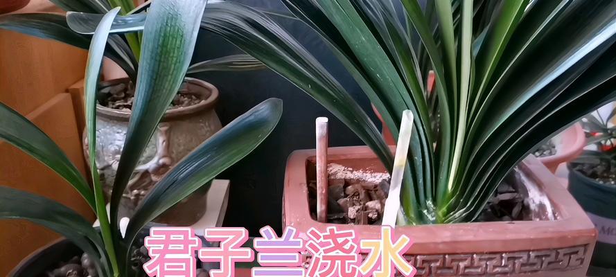 多肉君子兰是否有毒以及如何安全养护？