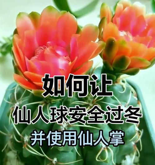 天冷的仙人球怎么养护和管理？冬季仙人球的养护要点是什么？