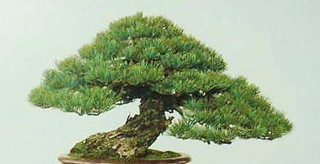 君子兰百鸟朝凤品种的养护技巧有哪些？