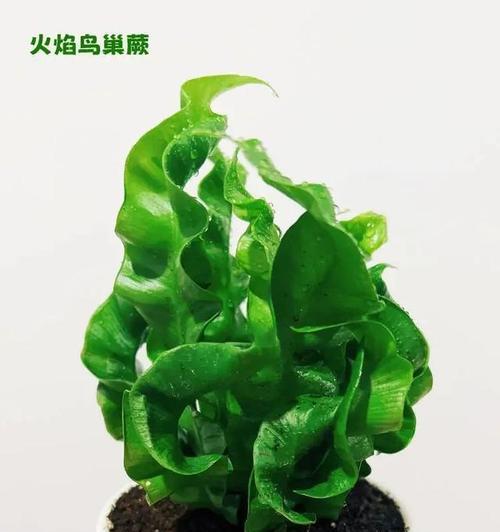 君子兰百鸟朝凤品种的养护技巧有哪些？