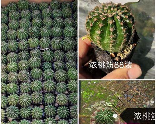 浓桃筋仙人球种子的种植步骤是什么？