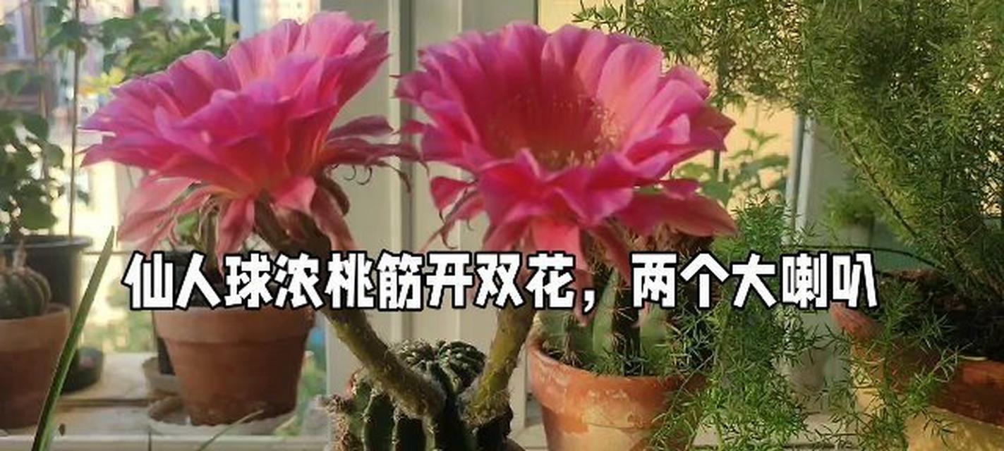 浓桃筋仙人球种子的种植步骤是什么？