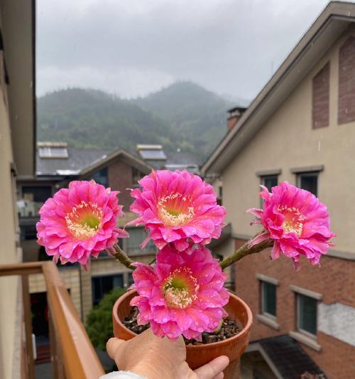 浓桃筋仙人球种子的种植步骤是什么？