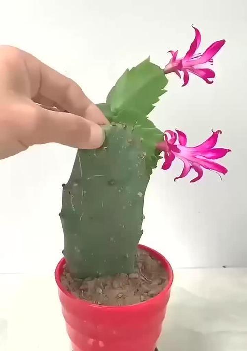 仙人掌球不服盆后如何促进生根？