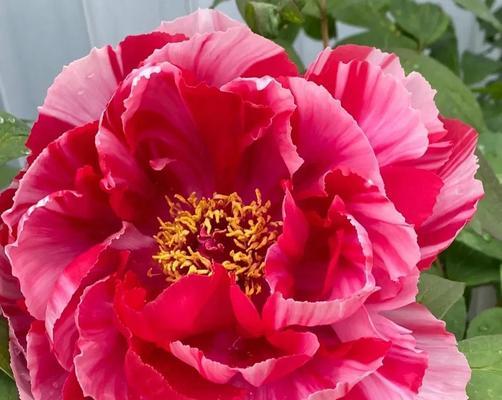 牡丹花岛锦品种有何特点？