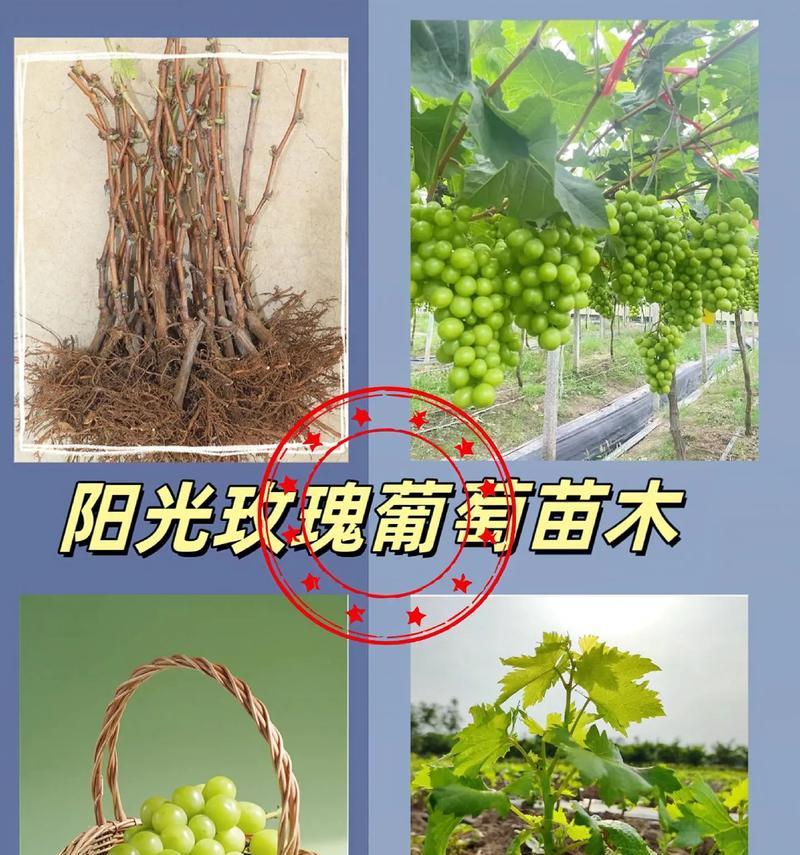 河南地区玫瑰花种植技巧有哪些？