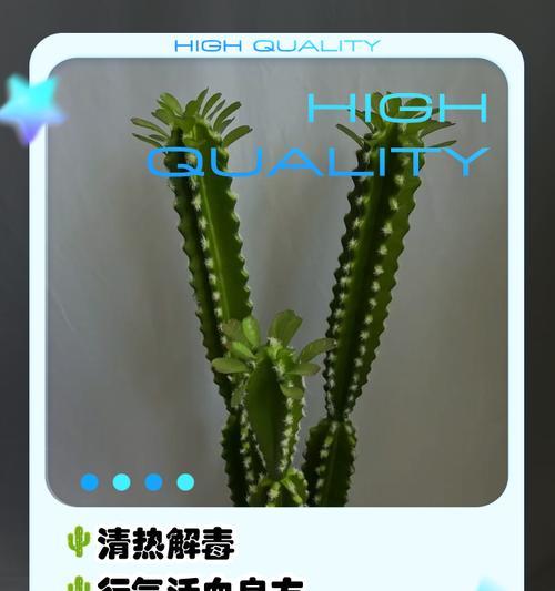 水瓶中养仙人掌怎样才能开花？养护秘诀是什么？