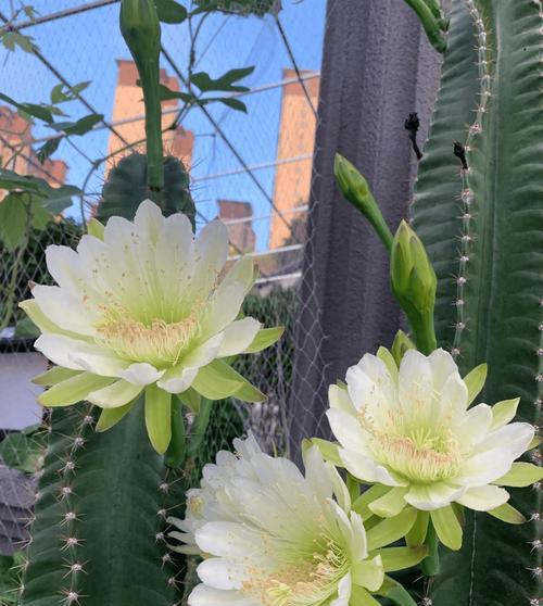 老人如何正确种植仙人球？