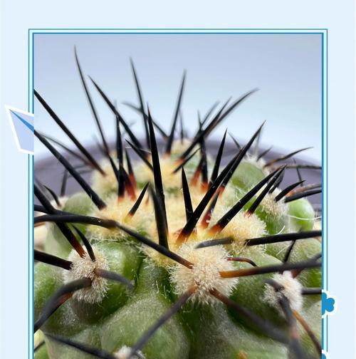 老人如何正确种植仙人球？