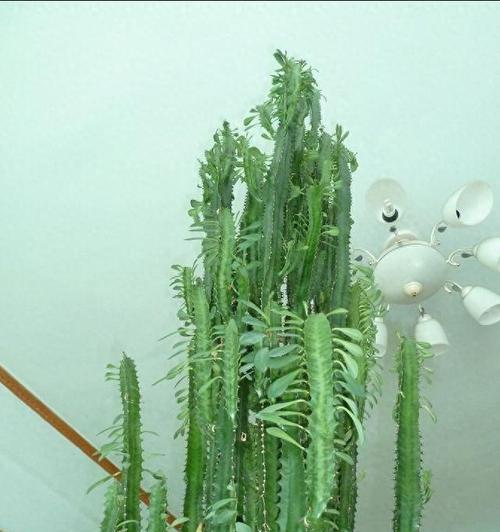 老人如何正确种植仙人球？