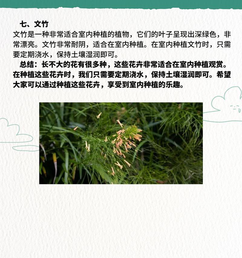 大型植物仙人掌的养护技巧是什么？