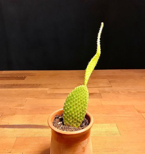 大型植物仙人掌的养护技巧是什么？