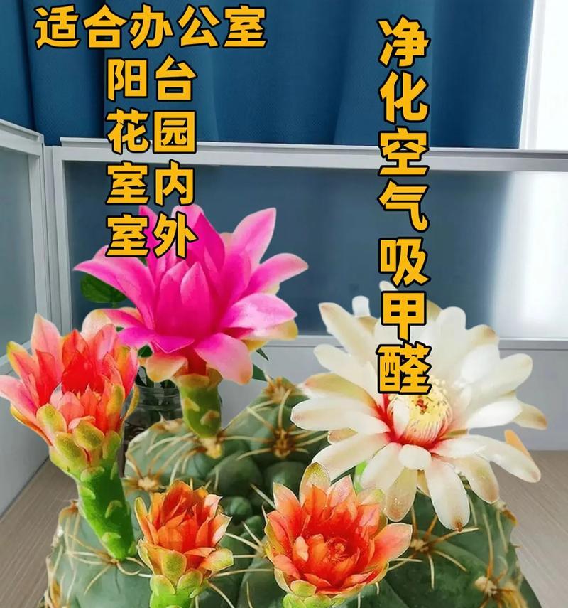 车上放置的仙人球是什么品种？