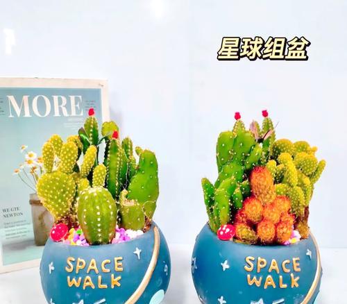 雪糕锦仙人球的冬季养护方法是什么？