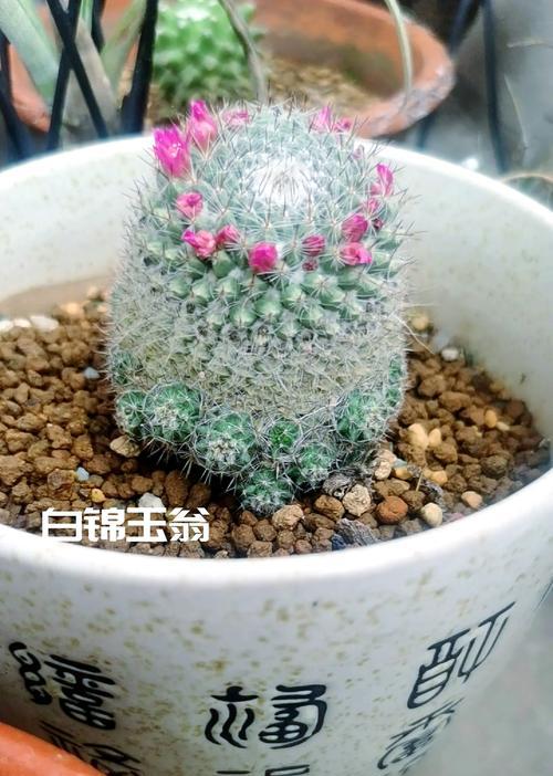 雪糕锦仙人球的冬季养护方法是什么？