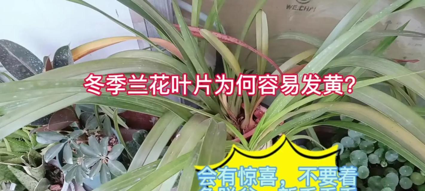 君子兰叶子发黄的原因是什么？如何有效处理受损叶子？