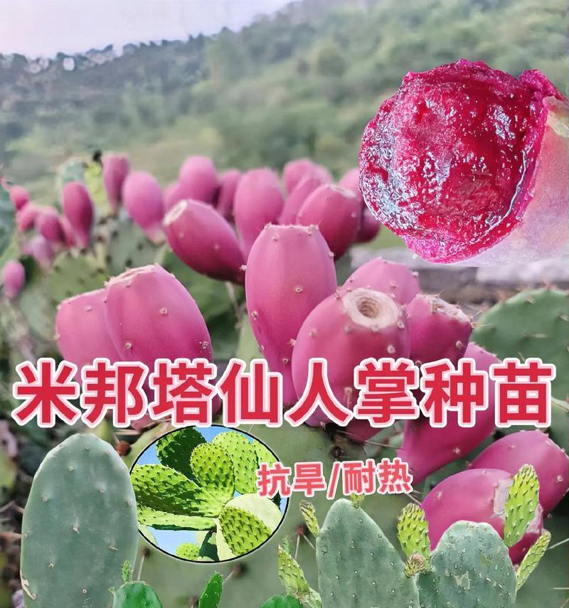 仙人掌育苗盒的使用方法是什么？
