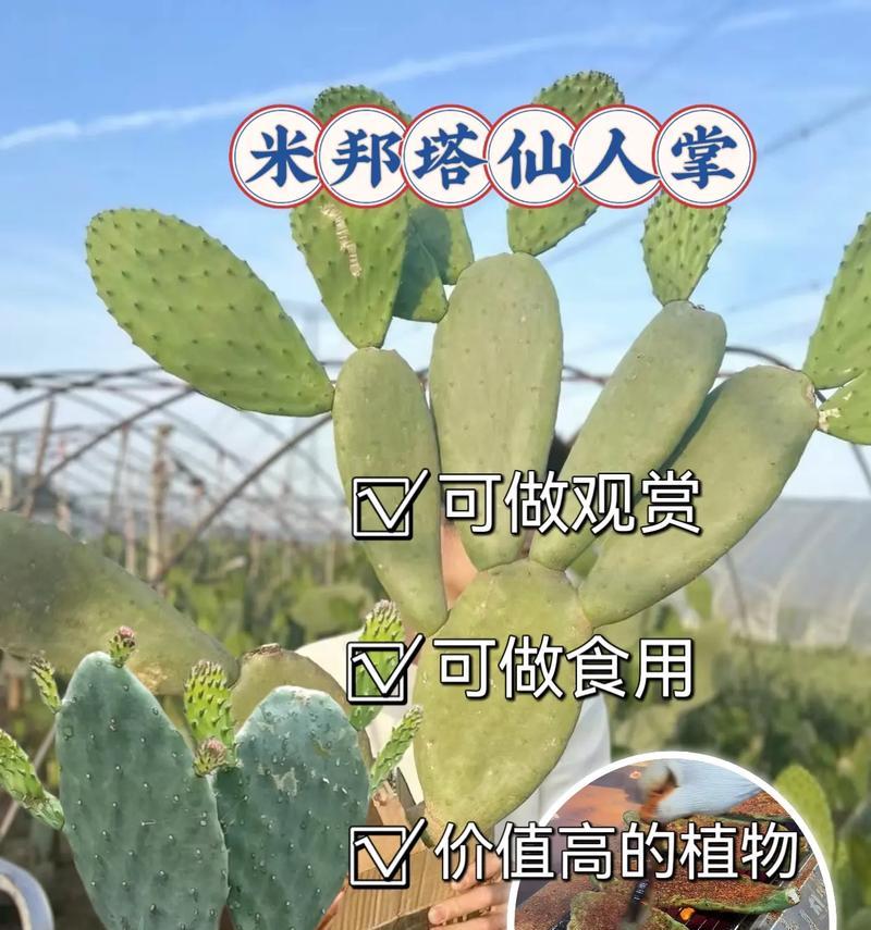 仙人掌育苗盒的使用方法是什么？