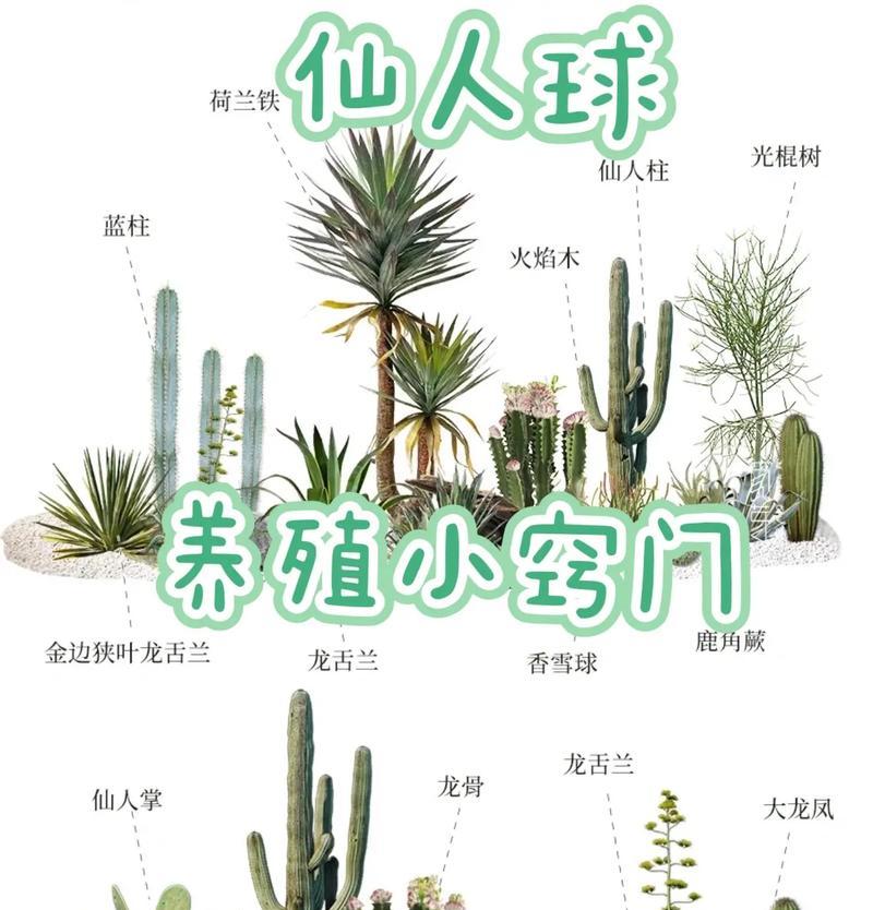仙人掌育苗盒的使用方法是什么？