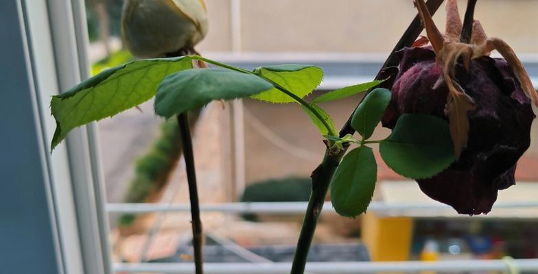 如何种植玫瑰花才能使其茂盛？