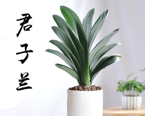 君子兰观赏盆栽的养护方法是什么？