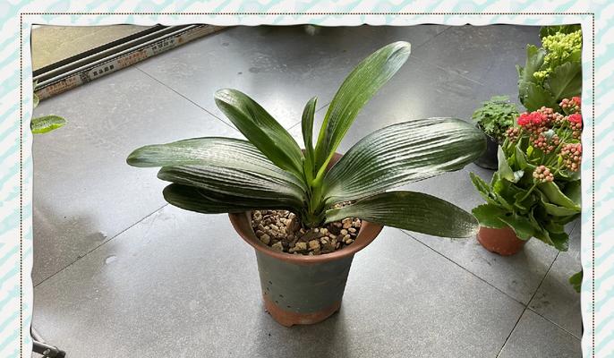 君子兰如何养得更加茁壮？有哪些特别的养护技巧？