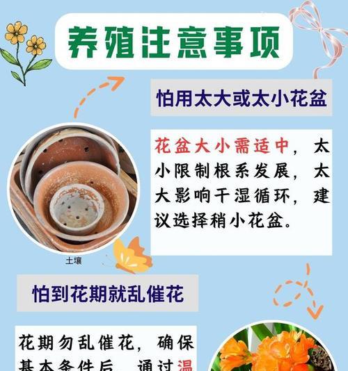 君子兰如何养得更加茁壮？有哪些特别的养护技巧？
