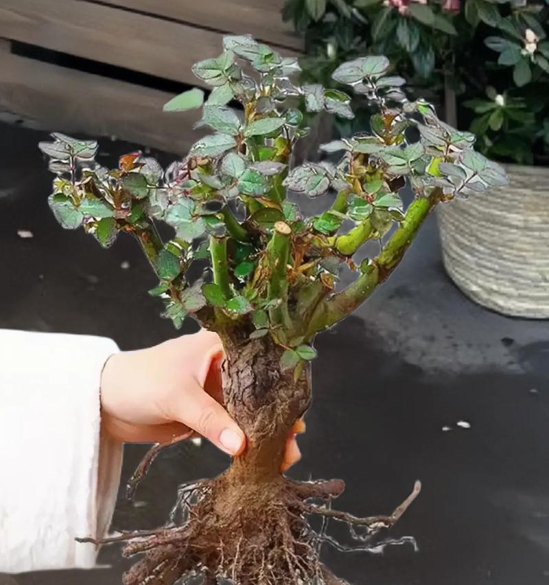 盆景玫瑰花的栽种技巧有哪些？怎样才能栽种出美丽的盆景玫瑰？