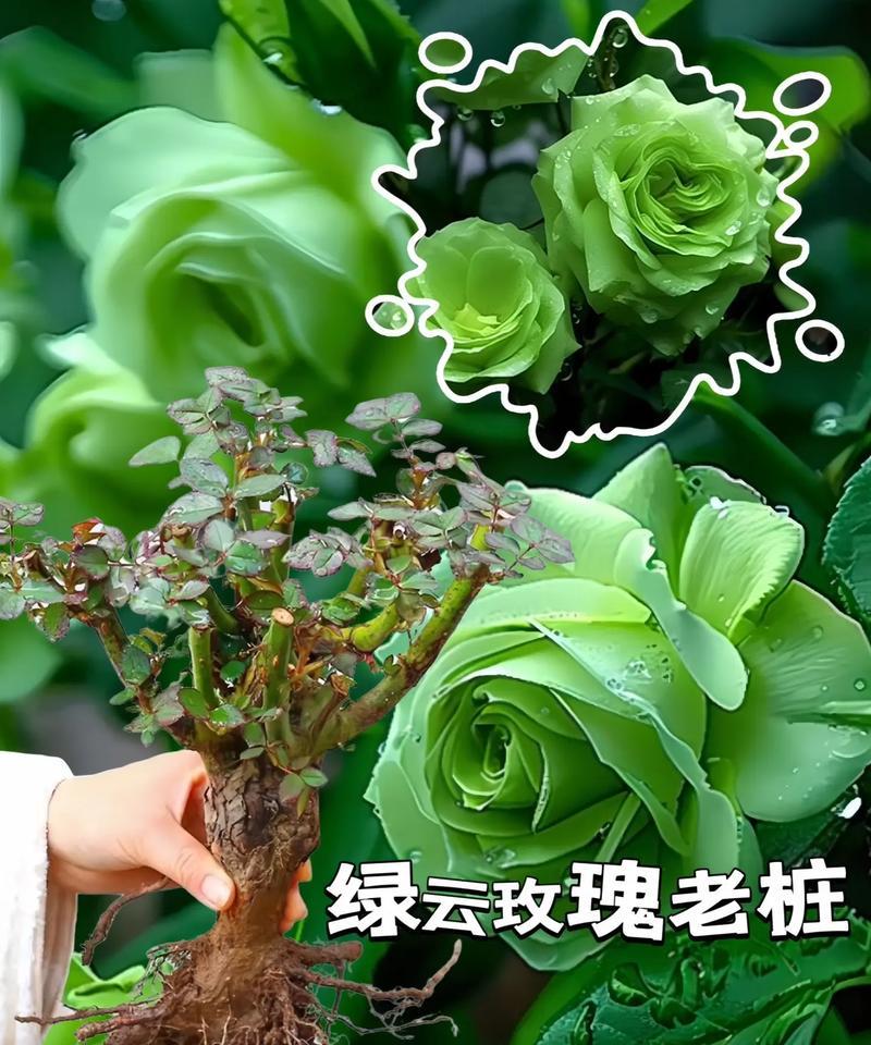 盆景玫瑰花的栽种技巧有哪些？怎样才能栽种出美丽的盆景玫瑰？