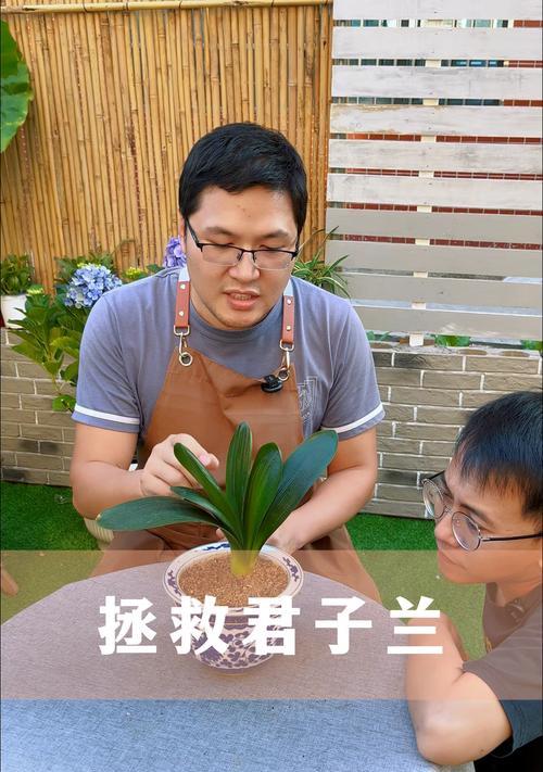 君子兰的根从叶子上长出来怎么办？