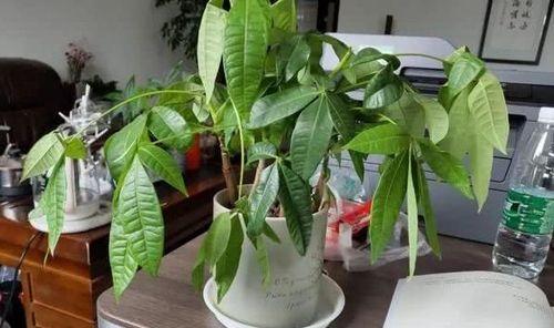 没有仙人掌的情况下如何浇花？有哪些浇花小窍门？