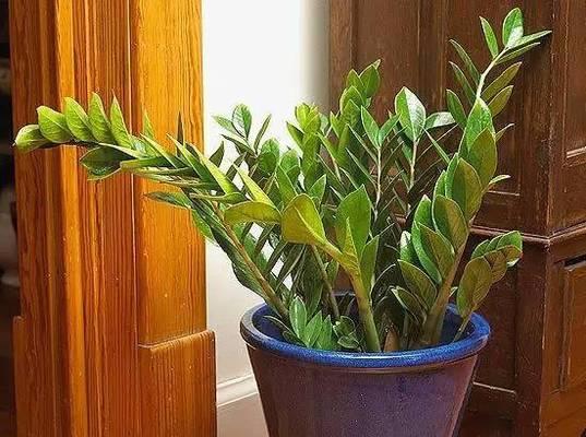 没有仙人掌的情况下如何浇花？有哪些浇花小窍门？