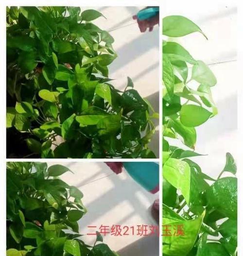 没有仙人掌的情况下如何浇花？有哪些浇花小窍门？