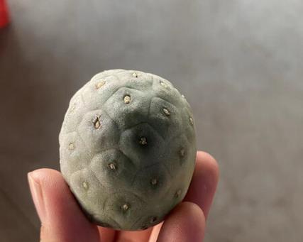 习志野仙人球有哪些品种？它们各自的特点是什么？