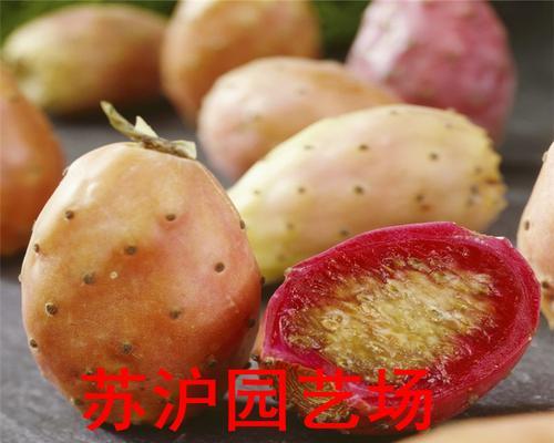 仙人掌果树苗的养殖方法是什么？如何促进其健康成长？