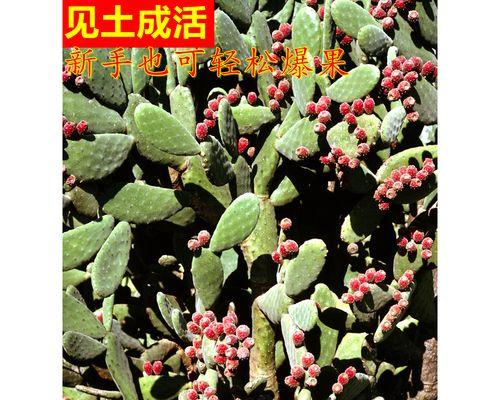 仙人掌果树苗的养殖方法是什么？如何促进其健康成长？