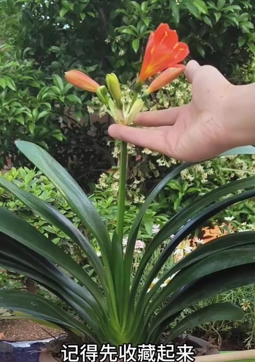 君子兰苗长花苞需要多长时间？