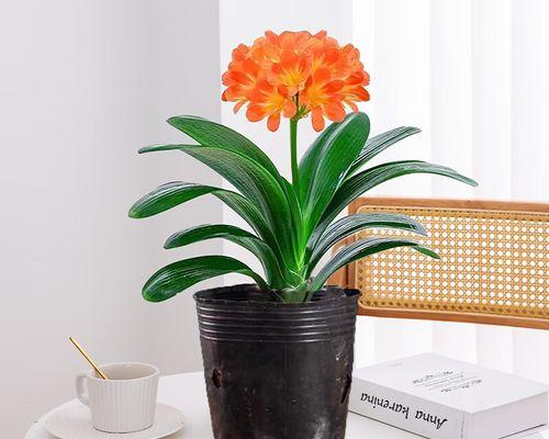 君子兰苗长花苞需要多长时间？