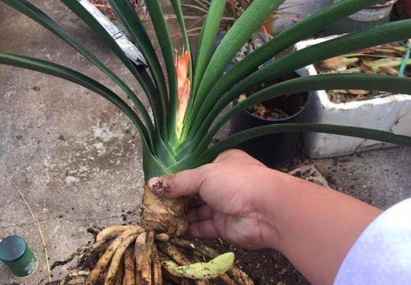 君子兰开花后日常应该如何照顾？