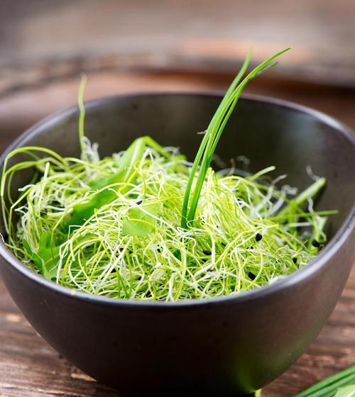 小豆芽君子兰的养殖技巧有哪些？如何保持健康生长？