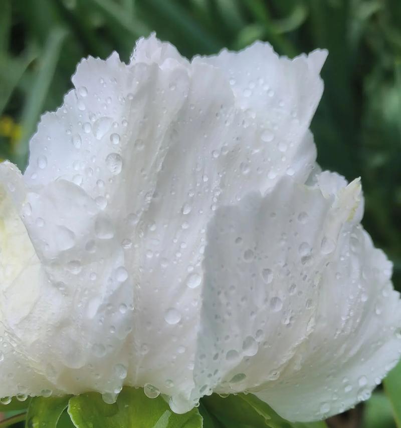 牡丹花不开花的处理方法是什么？
