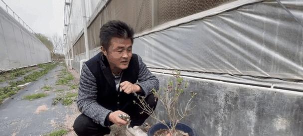 牡丹花不开花的处理方法是什么？